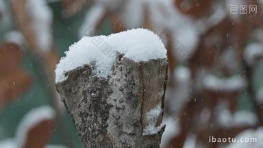 冬季下雪鹅毛大雪树桩积雪